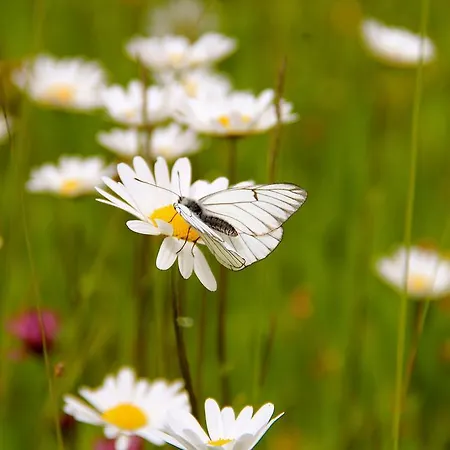 Sonnentau يوهانغيورغنشتات