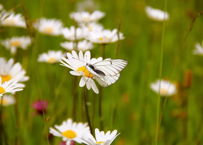 Sonnentau Йохангеоргенштадт